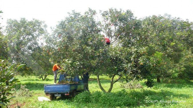 Kadin ajak pengusaha kembangkan rambutan lokal