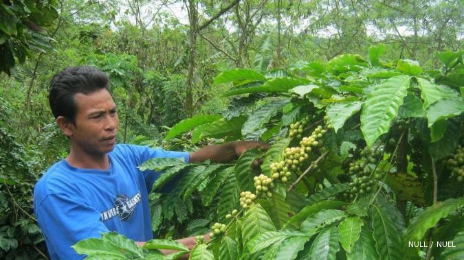 Bantuan bagi petani kopi tertunda