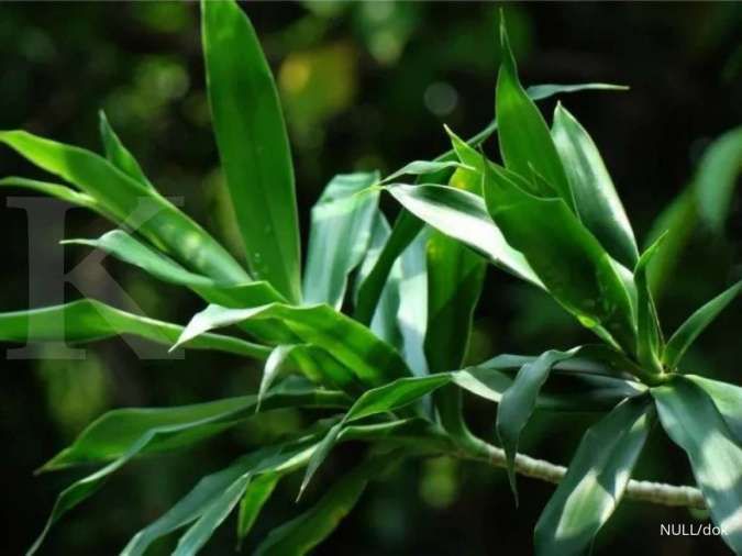 Kenali 5 Manfaat Daun Suji, Bisa Mengatasi Masalah Pernapasan