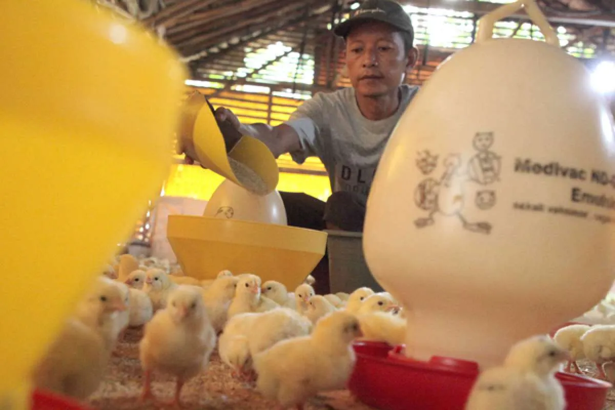 Saham poultry ditopang tekanan pasokan DOC dan aksi beli asing