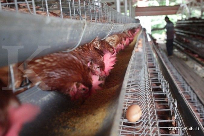 Lebih dari 20 Juta Ayam di AS Mati Akibat Flu Burung, Harga Telur Melonjak