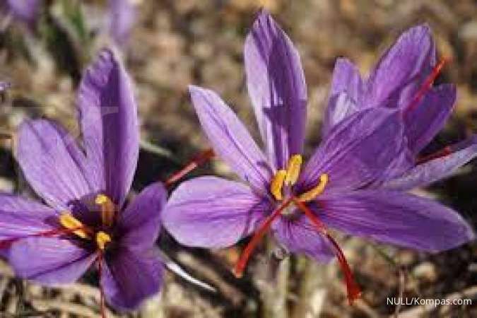 Cara Menanam Saffron di Pot untuk Hasilkan Rempah Termahal di Dunia