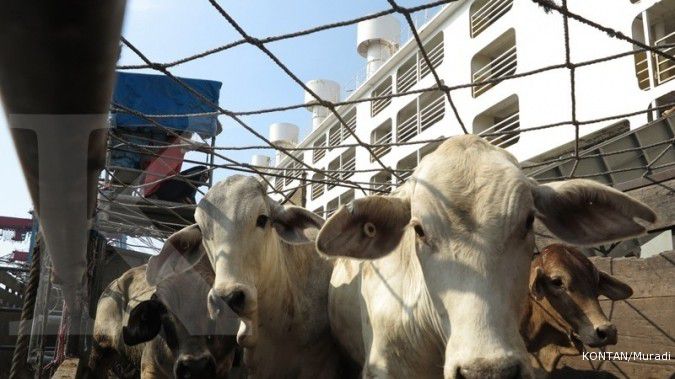 Izin impor sapi indukan kuartal IV hanya 200 ekor