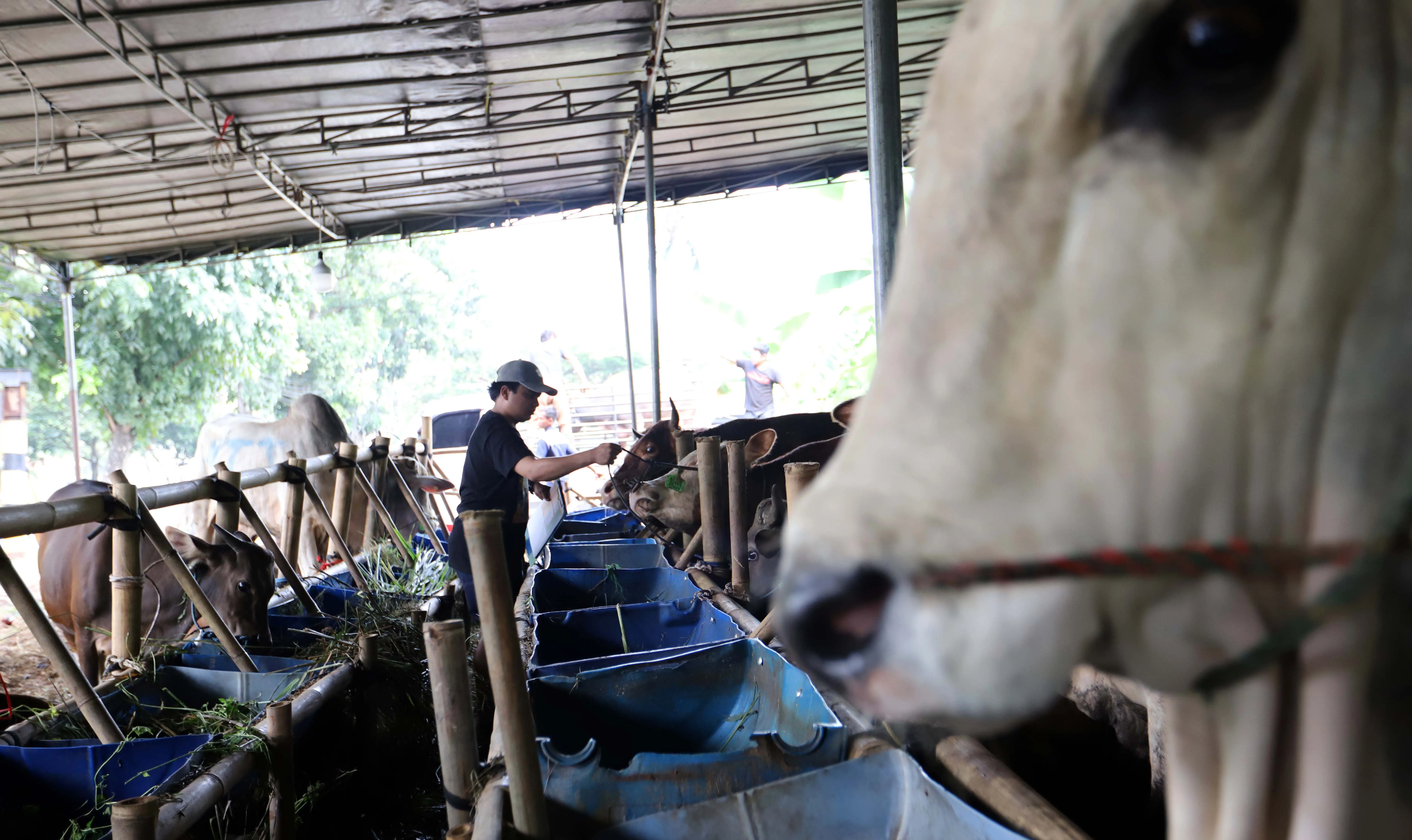 Penjualan Hewan Kurban Tahun Ini Lebih Ramai