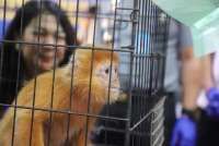 Peringatan Penting 3 Maret: Hari Satwa Liar hingga World Hearing Day