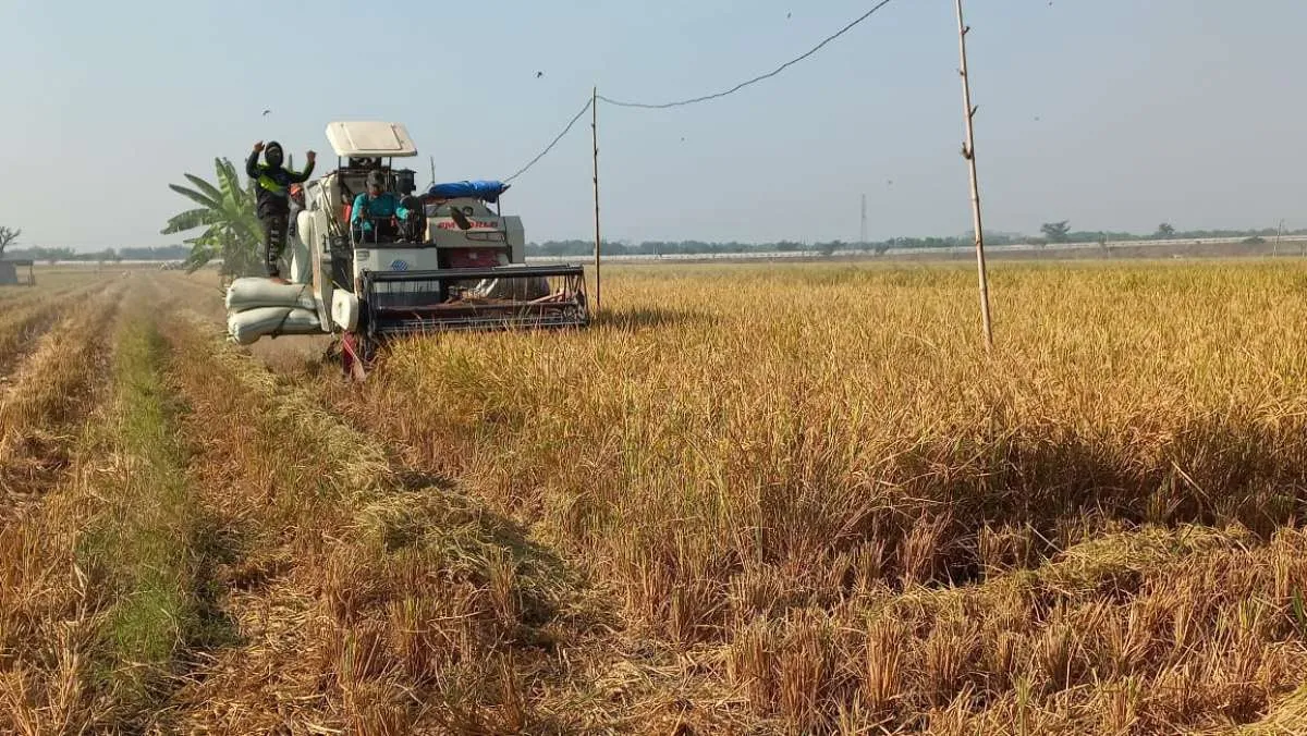 Dorong Peningkatan Produksi Petani, Wilmar Padi Indonesia Lebarkan Sayap ke Serang