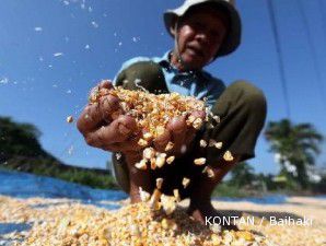 Harga jagung makin luruh