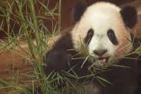 Panda Bond Perdana Laris Manis, Yield Cuma 2% dan Oversubscribed 2,4 Kali