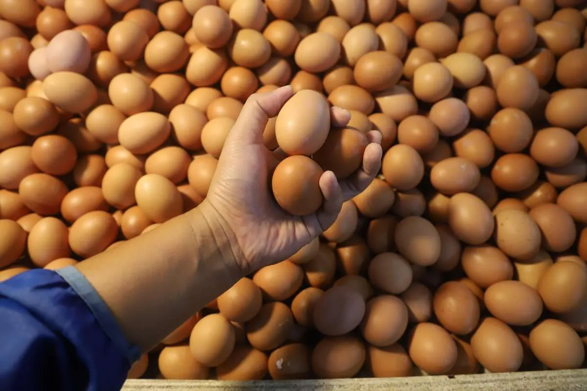 Agen Sembako di Pasar Palmerah: Harga Telur Tembus Rp 32.000 Per Kg