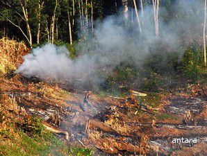 Pemerintah Gandeng Swasta untuk Restorasi Hutan