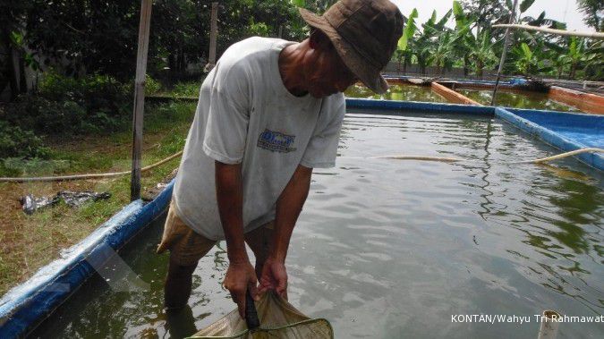 Kenapa Air Kolam Lele Berbusa Setelah Hujan? Waspadai Kondisi Ini