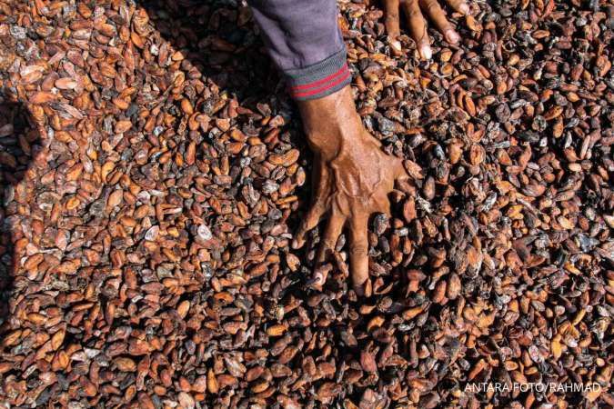 El Nino Ancam Produksi, Petani Kakao Jembrana Perkuat Strategi Adaptasi