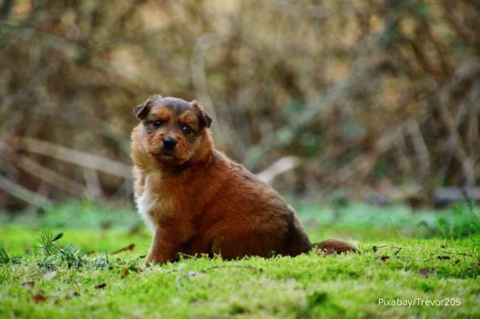 Berisiko Memperpendek Usia! Kenali Penyebab Obesitas pada Anjing Peliharaan di Sini