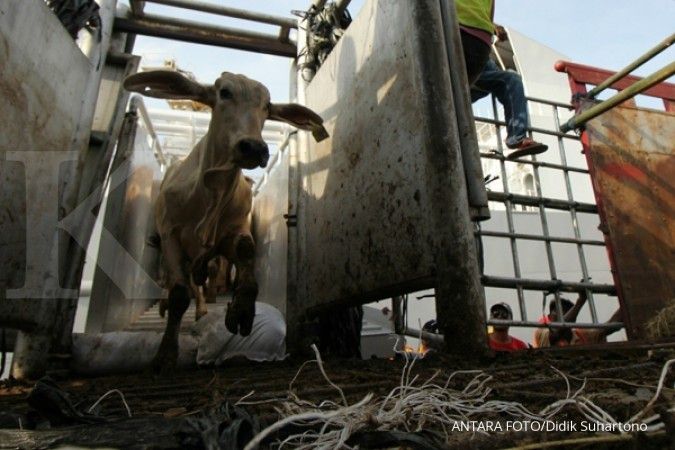 Alasan Mendag Enggartiasto membuka keran impor sapi