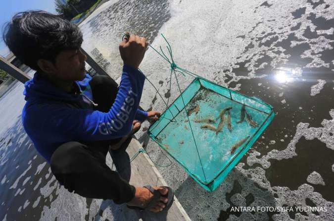 Ekosistem Industri Udang Indonesia Terguncang