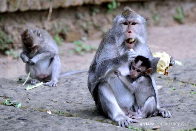 Kasus Cacar Monyet Makin Menyebar di Benua Biru, Ini Analisa Para Ahli
