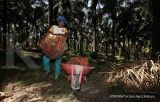 RSPO Tegaskan Komitmen Mengembangkan Industri Minyak Kelapa Sawit Berkelanjutan