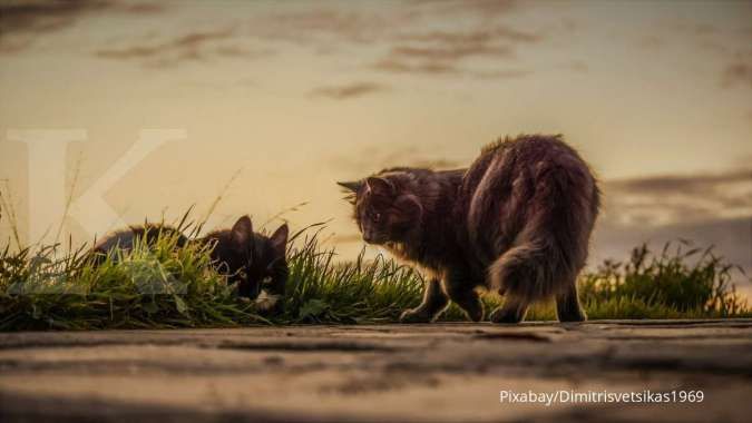 Ini 5 Manfaat Mengebiri Kucing Peliharaan