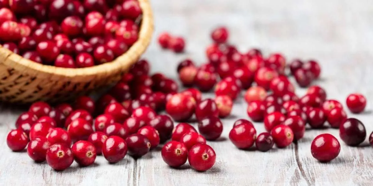 Jarang Diketahui Banyak Orang, Inilah Manfaat Cranberry untuk Kesehatan Tubuh
