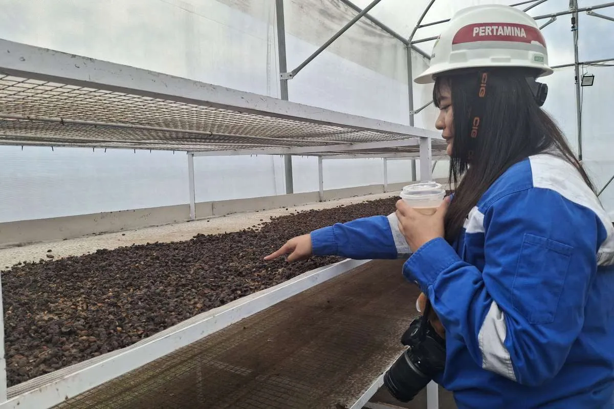 Pertamina Geothermal (PGEO) Dorong Produksi Kopi Panas Bumi