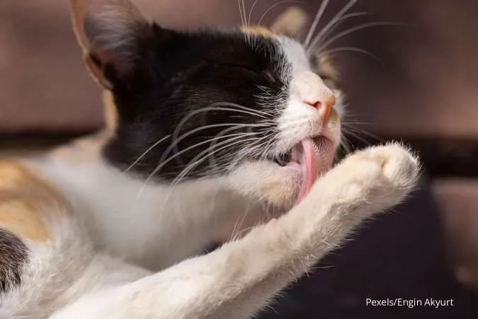 Kucing menjilati kaki dengan lidah