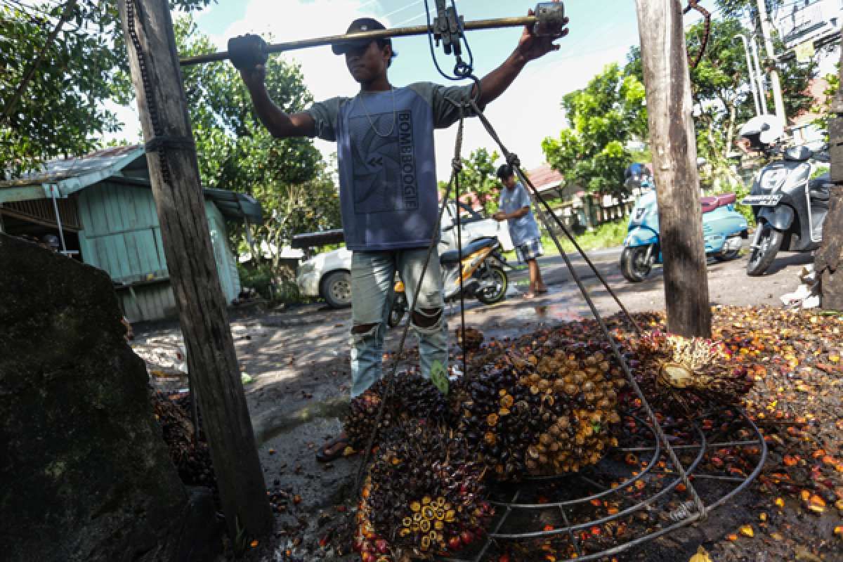 Indonesia Cuts Max Palm Oil Export Levy to US$ 200, But to ise in August