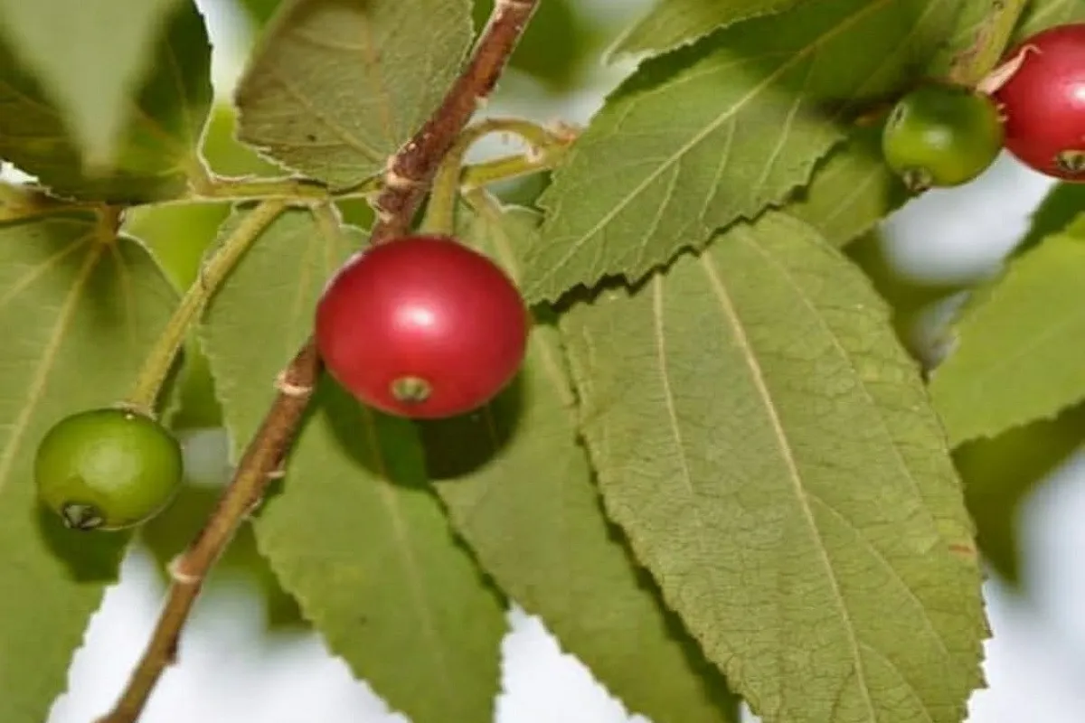Mengulik Manfaat Daun Kersen untuk Diabetes yang Jarang Diketahui