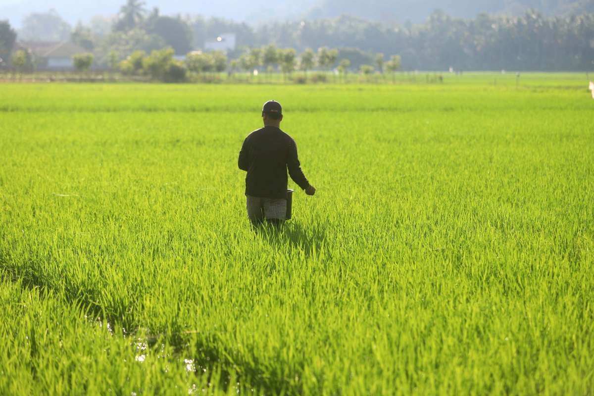Upaya Menjaga Stabilitas Pasokan dan Harga Beras