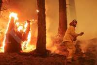 Elon Musk Turun Tangan Bantu Atasi Dampak Kebakaran Hutan di Los Angeles