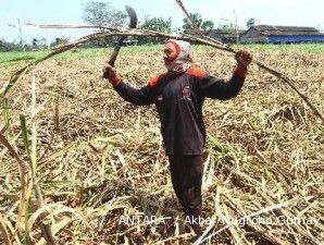 Petani tebu optimistis rendemen tebu tahun ini bisa capai target dari PTPN