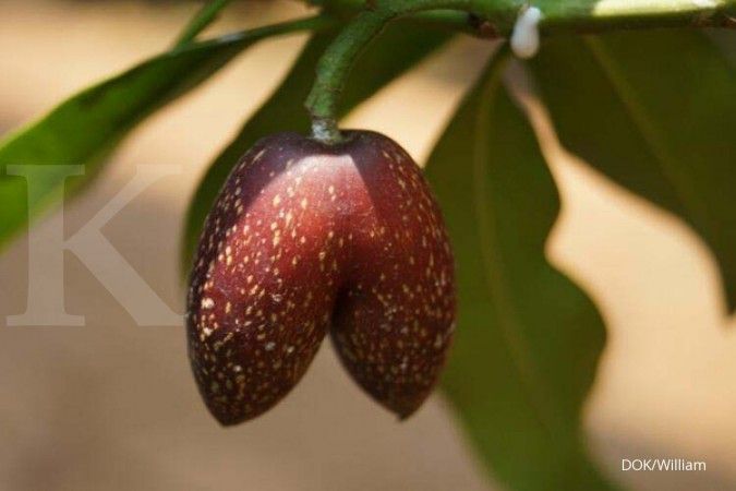 Peluang buah cinta sebagai penghias taman (1)