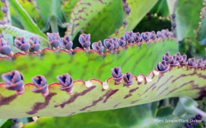 Punya Sebutan Miracle Leaf, Ini 9 Manfaat Cocor Bebek untuk Kesehatan Tubuh