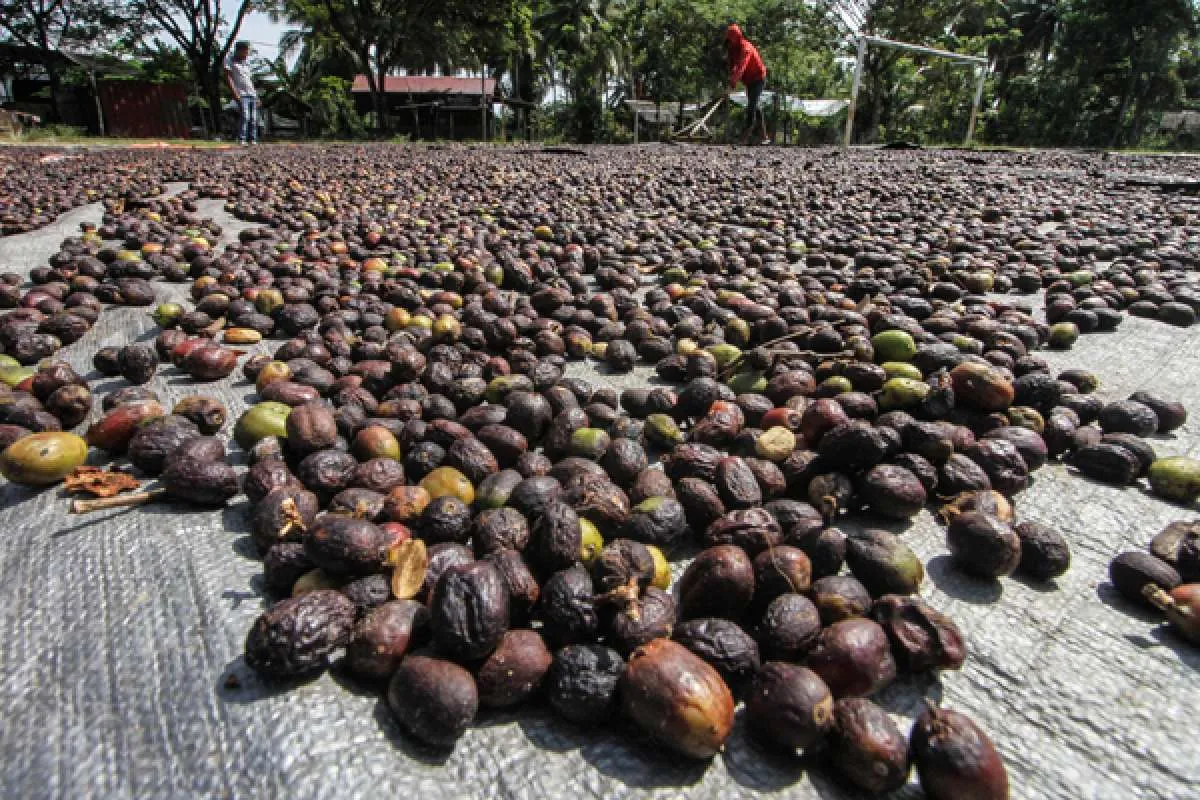 ​5 Negara penghasil kopi terbesar di dunia, termasuk Indonesia