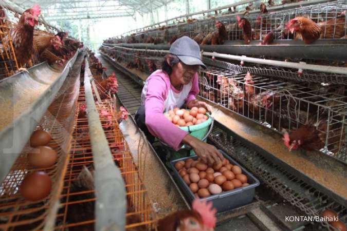Meski Harga Telur dan Daging Ayam Tinggi, Ikappi: Permintaan Masih Stabil