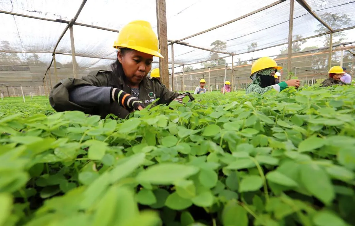 Biomasa Jaya Abadi Group Menggelar Penanaman Gamal di Lahan 5 Hektare