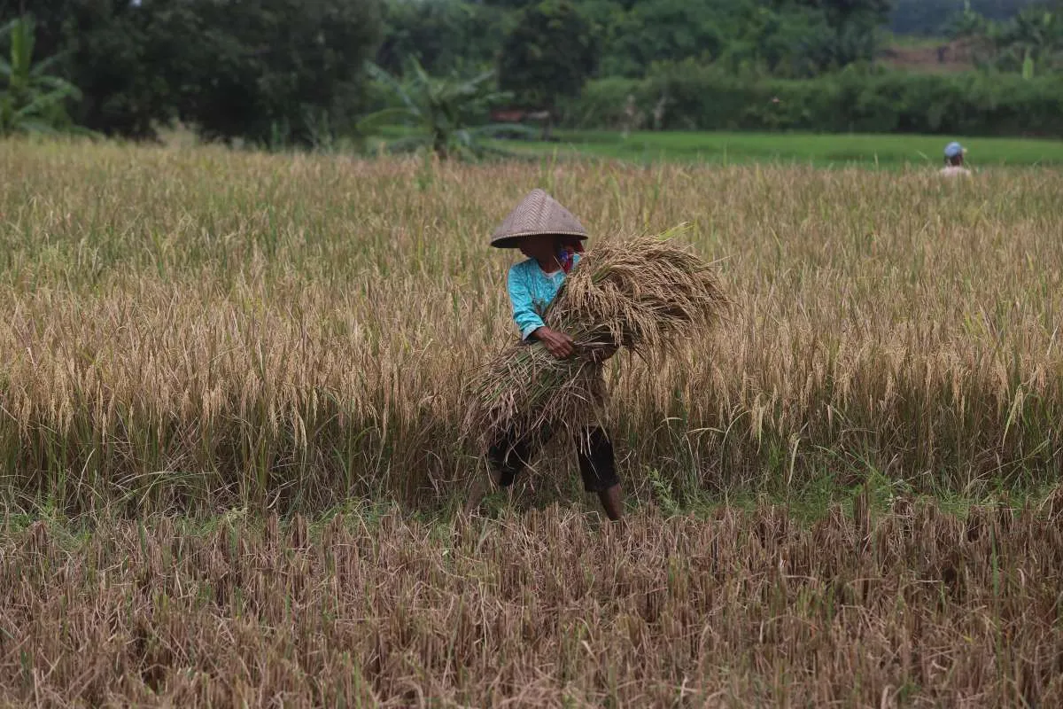 Indonesia Hadapi Tantangan Regenerasi Petani