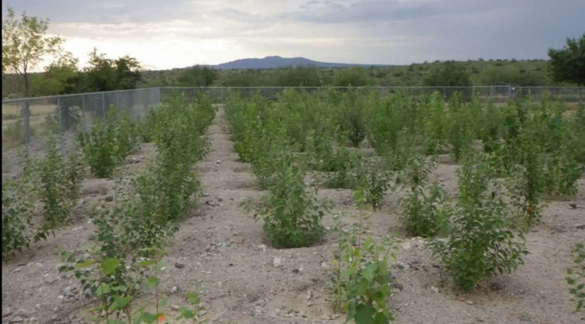 Menyelamatkan Bumi, ilmuwan memanipulasi gen pohon poplar