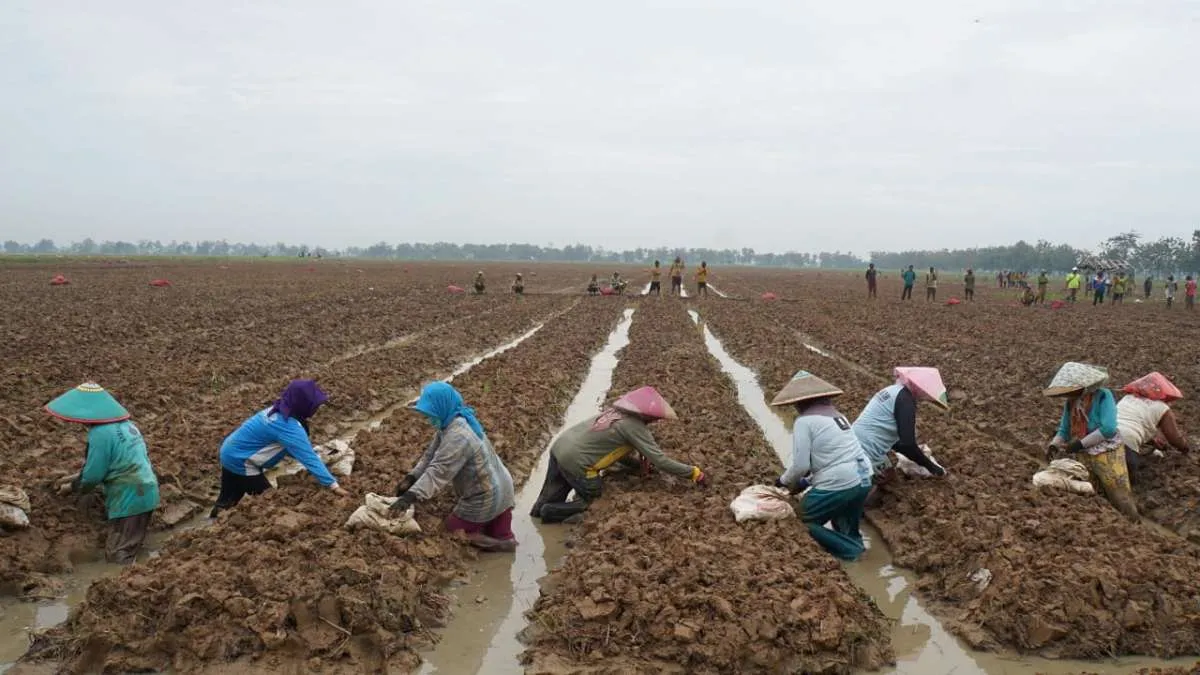 Optimalkan Lahan Tidur, Sang Hyang Seri Jajaki Kerja Sama dengan Perusahaan Global