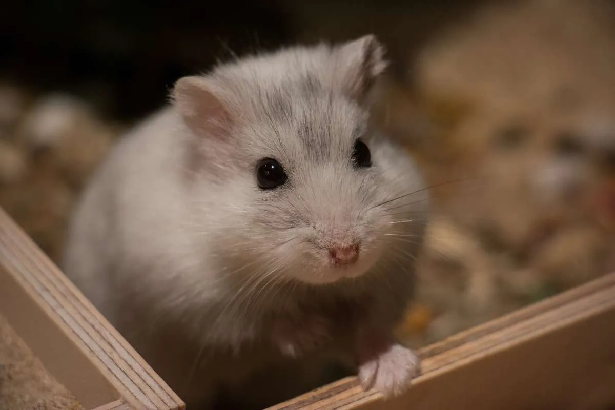 Penasaran Kenapa Hamster Berbau Tidak Enak? Ini Kemungkinan Penyebabnya