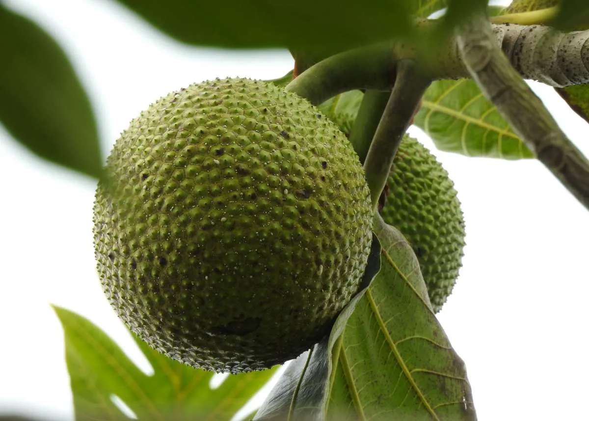 Ini 11 Manfaat Buah Sukun yang Jarang Diketahui