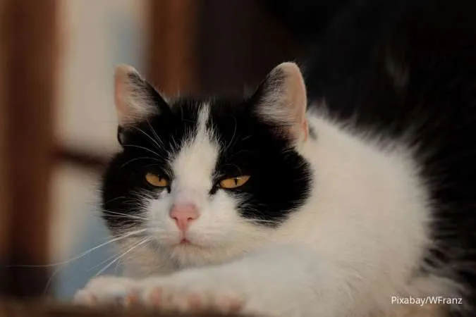 Cat Lovers Wajib Menyimak! Berikut 5 Tanda Kucing Merasa Bosan dan Kesepian