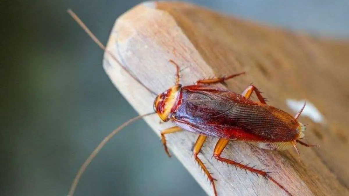 5 Bahan Alami Pembasmi Kecoak yang Direkomendasikan Para Ahli Pengendali Hama 