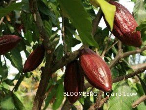 Kementan Janjikan Evaluasi BK Kakao
