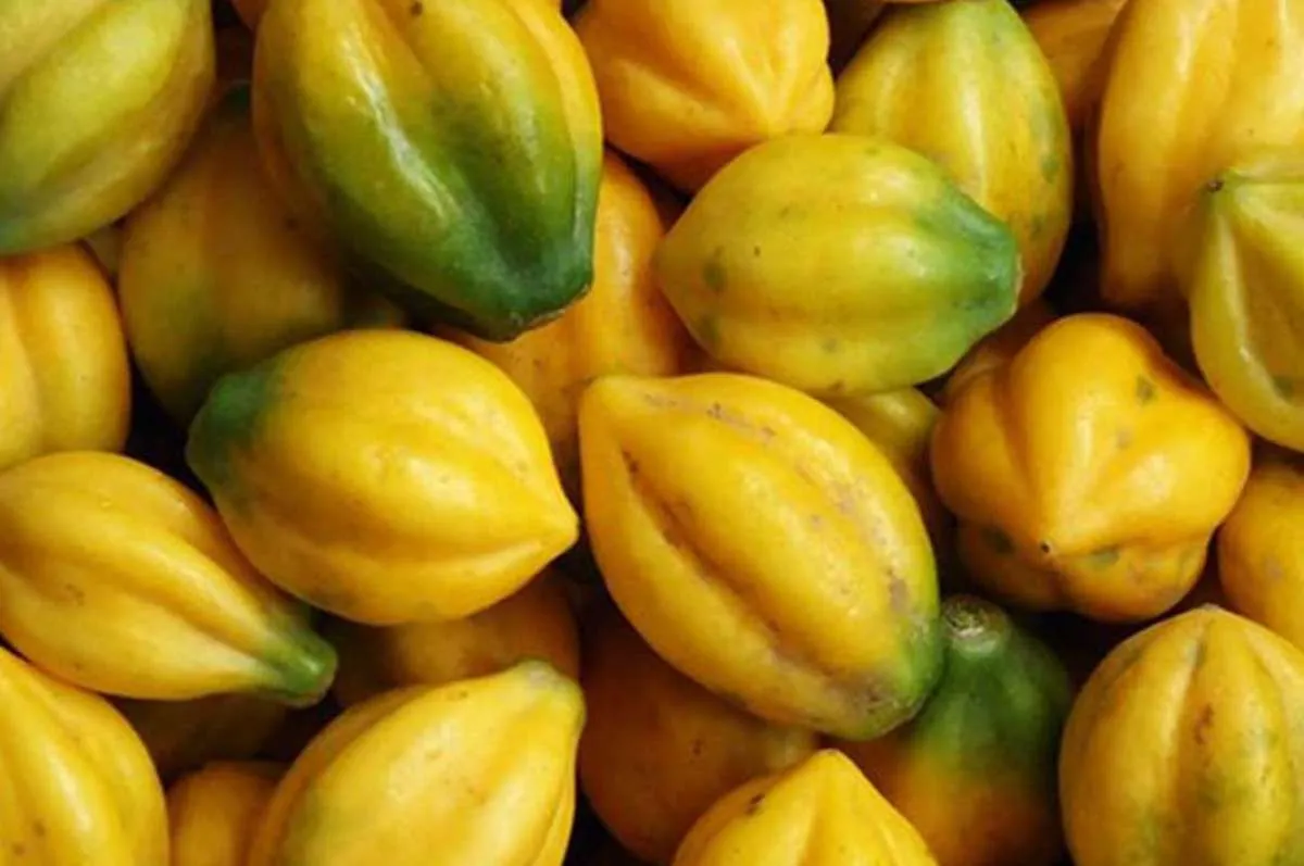 6 Manfaat Buah Carica untuk Kesehatan dan Kecantikan yang Perlu Diketahui 