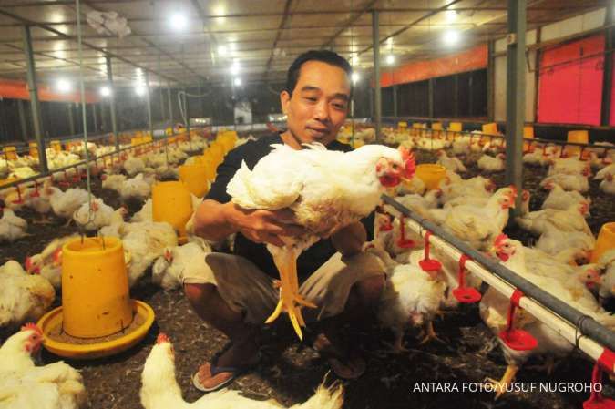 HAP Ayam Hidup di Tingkat Peternak Rp 18.000 Buat Peternak Tidak Lagi Merugi