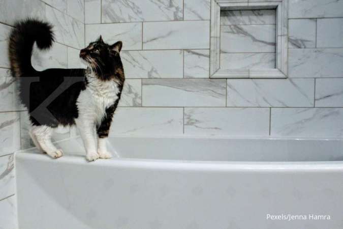 Apa yang dilakukan kucing di kamar mandi