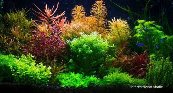 5 Tips Merawat Aquascape yang Tepat 
