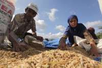 Usai Kirim ke Arab Saudi, Indonesia Bakal Ekspor Beras ke Malaysia Hingga Filipina