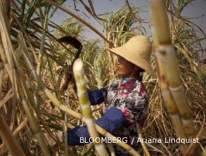 Kerjasama di Sektor Gula dengan Guangxie Bakal Untungkan Indonesia