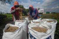 Bulog Targetkan Tugas Penyerapan Gabah dan Beras 4 Juta Ton Rampung Juni 2026